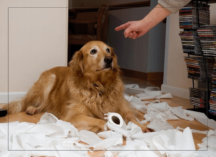 female dog behavior after spaying